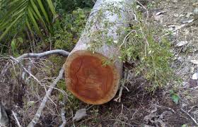 Diduga Sebagai Otak Penebangan Pohon Pelindung, Pimpinan Perusahaan Ditahan Polisi